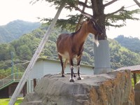 バーベキュー