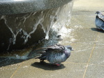 鳩の水浴び