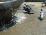 鳩の水浴び