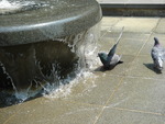 鳩の水浴び