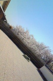 古今青柳　期間限定　初桜