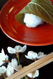 古今青柳　期間限定　初桜