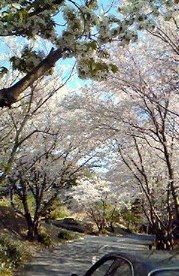 古今青柳　期間限定　初桜