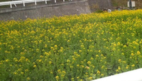 春 みつけに