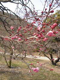 春の足音♪