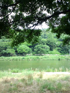 田植え