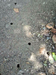 夏休み蝉の自由研究(笑)