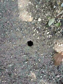 夏休み蝉の自由研究(笑)