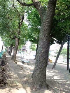 夏休み蝉の自由研究(笑)