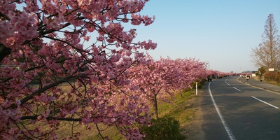 湊川河津桜ロード