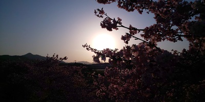 湊川河津桜ロード