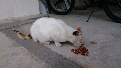 家ご飯