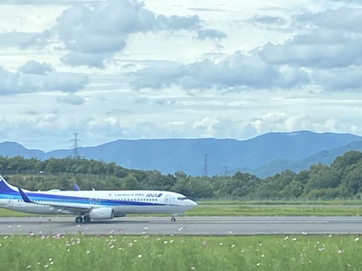 高松空港の秋桜