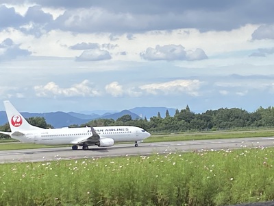 高松空港の秋桜