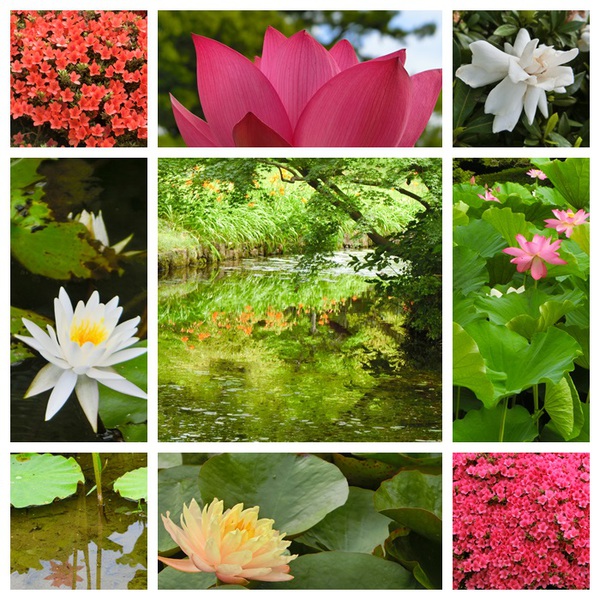 リツリンの生き物たち＆花と緑