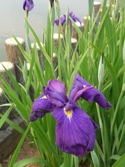花しょうぶ、あやめ、かきつばたの区別が分かった。