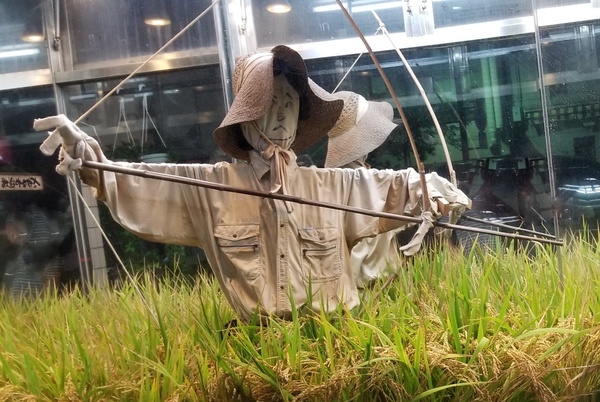 まあ～こんな街中にほんまもんの田んぼ