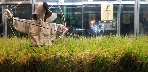 まあ～こんな街中にほんまもんの田んぼ