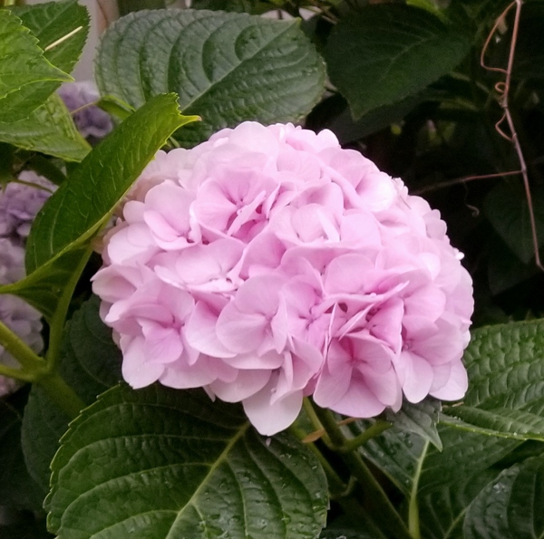 女性らしい心配りが見える「カフェド 彩花」