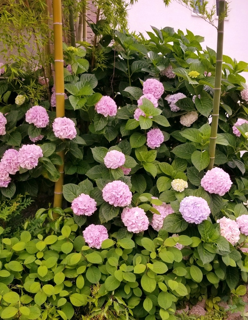 女性らしい心配りが見える「カフェド 彩花」