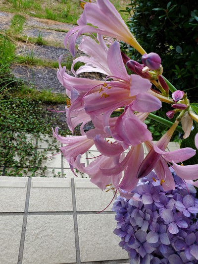 花の気持ちは知る由もなく