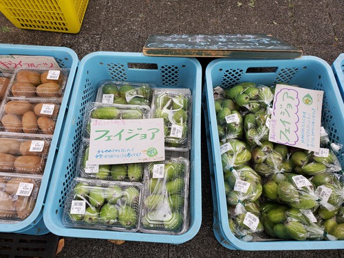 始めてお目にかかった果物