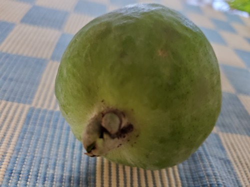 始めてお目にかかった果物