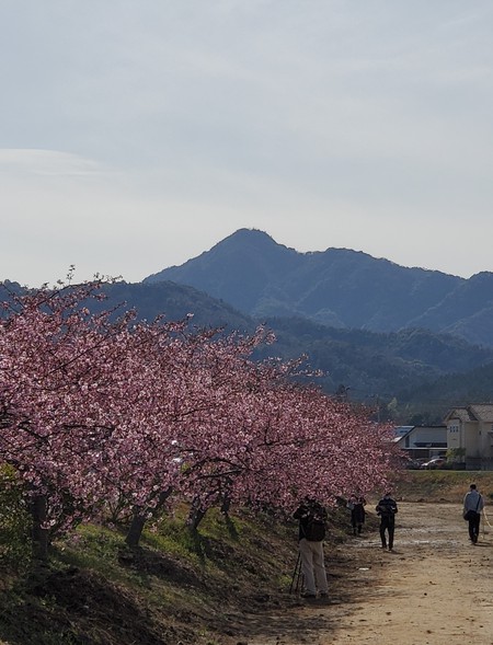 美しい桜並木に心が晴れるよう