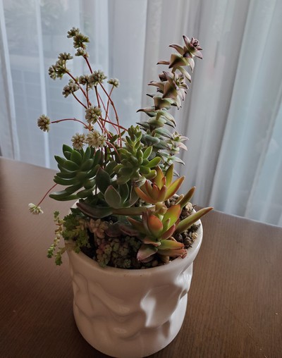 嬉しいなあ～可愛い多肉植物の鉢が出来た。