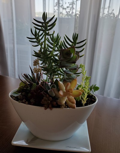 嬉しいなあ～可愛い多肉植物の鉢が出来た。