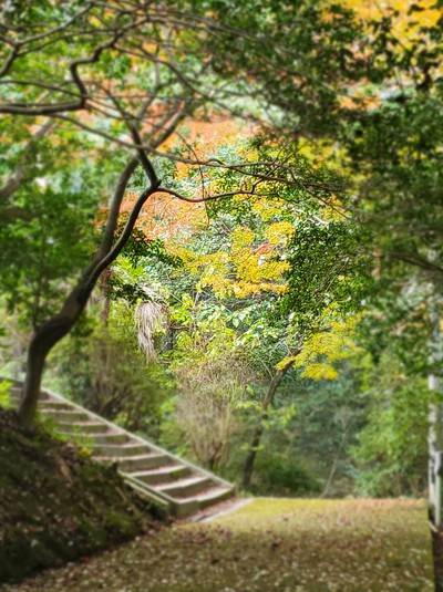 金毘羅さんの裏参道で秋をひらう
