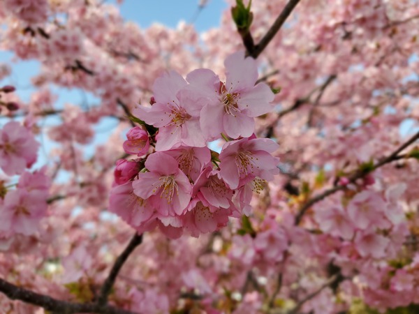 「わがまんま」でランチして、満開の河津桜