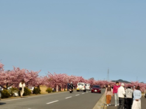 「わがまんま」でランチして、満開の河津桜