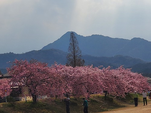 「わがまんま」でランチして、満開の河津桜