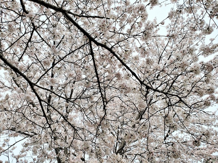 日本中が桜に浮かれてた日