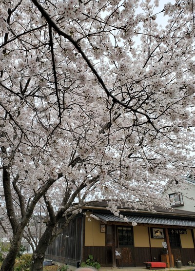 銀波亭のさくら膳でお花見