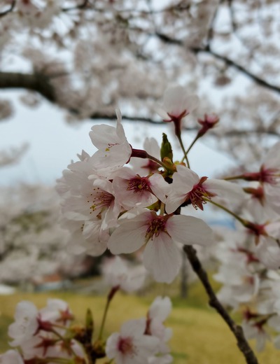 日本中が桜に浮かれてた日