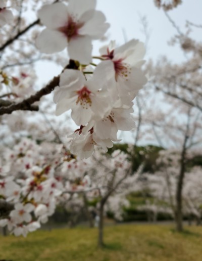 日本中が桜に浮かれてた日