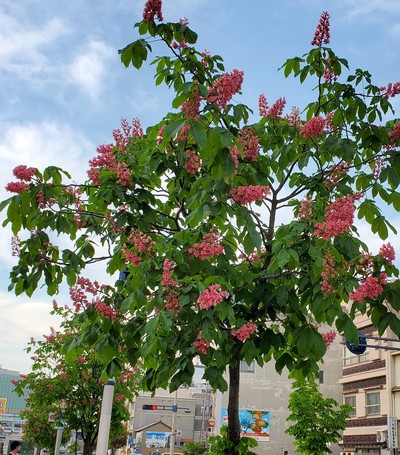 高松のマロニエ並木