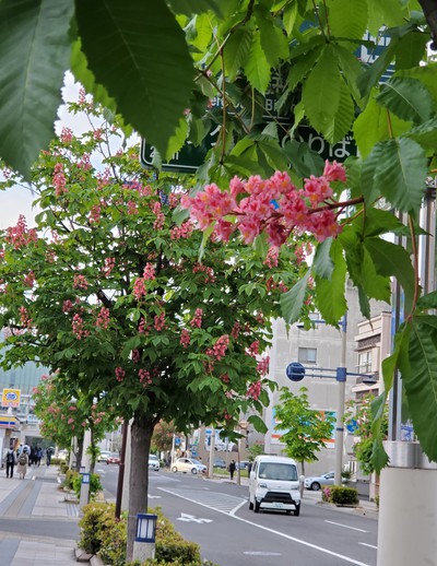 高松のマロニエ並木