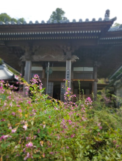 萩の花に癒される「萩の寺　最明寺」