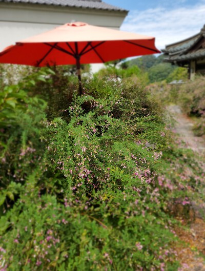 萩の花に癒される「萩の寺　最明寺」