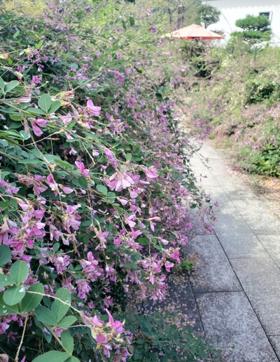 萩の花に癒される「萩の寺　最明寺」