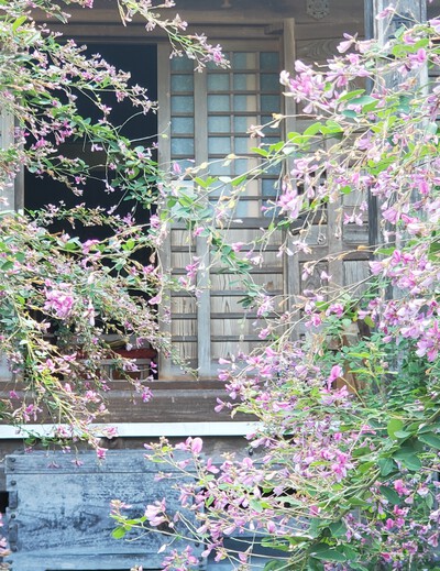 萩の花に癒される「萩の寺　最明寺」