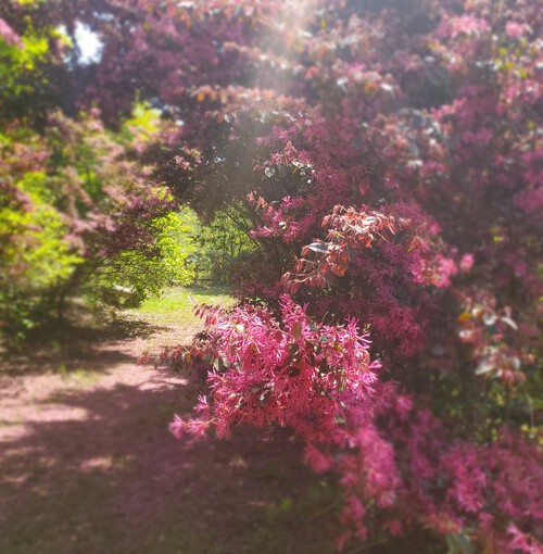 ハンカチの木にマンサクの花が満開