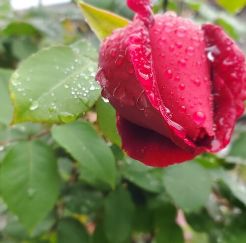 薔薇の庭には憧れた。
