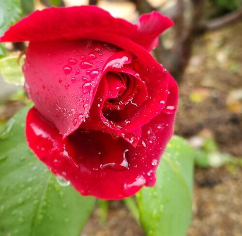 薔薇の庭には憧れた。