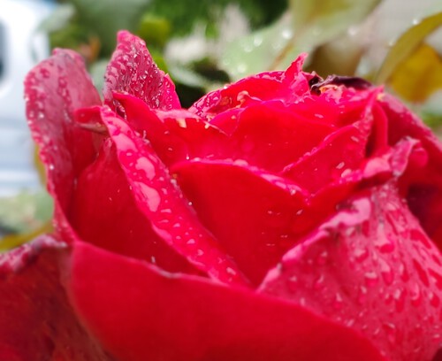薔薇の庭には憧れた。