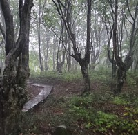 鳥海山麓の神秘なブナの森を歩く。