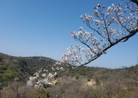 峰山の桜は、まだ少女